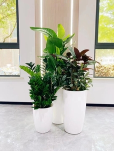 北仑植物租赁，打造独特家居绿植景观的秘诀